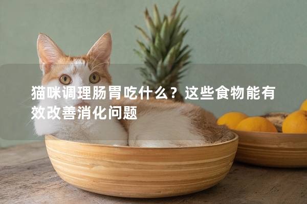 貓咪調(diào)理腸胃吃什么？這些食物能有效改善消化問題