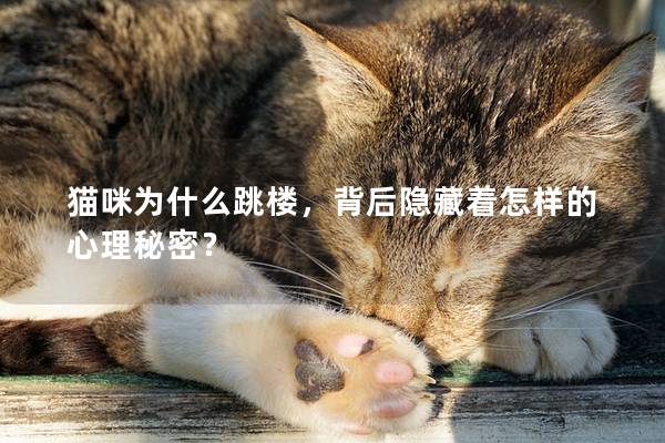 貓咪為什么跳樓，背后隱藏著怎樣的心理秘密？