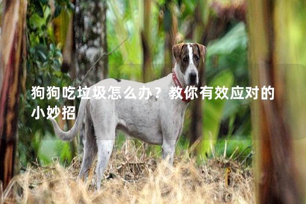 狗狗吃垃圾怎么辦？教你有效應對的小妙招