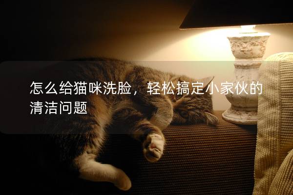 怎么給貓咪洗臉,輕松搞定小家伙的清潔問(wèn)題 怎么給貓咪洗臉,輕松搞定小家伙的清潔問(wèn)題