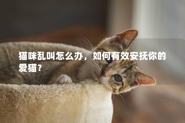 貓咪亂叫怎么辦，如何有效安撫你的愛貓？