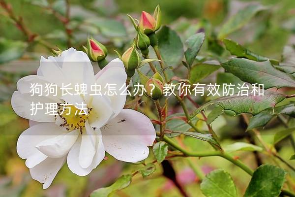 狗狗長蜱蟲怎么辦？教你有效防治和護(hù)理方法