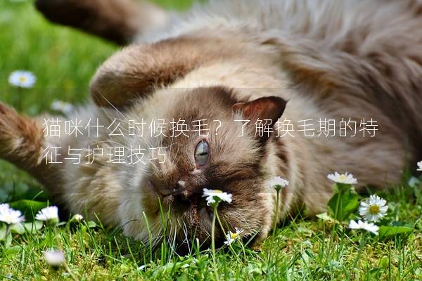 貓咪什么時候換毛？了解換毛期的特征與護理技巧