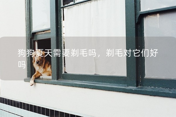狗狗夏天需要剃毛嗎,剃毛對它們好嗎 狗狗夏天需要剃毛嗎,剃毛對它們好嗎