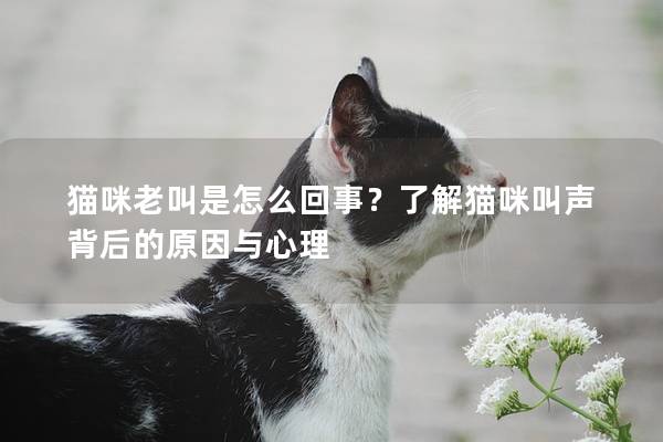 貓咪老叫是怎么回事？了解貓咪叫聲背后的原因與心理