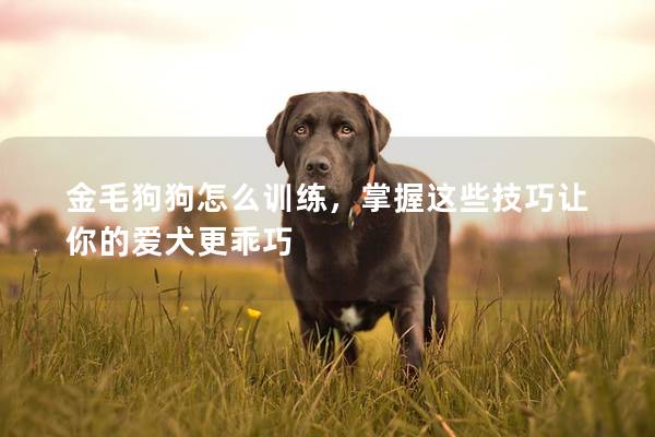 金毛狗狗怎么訓練，掌握這些技巧讓你的愛犬更乖巧
