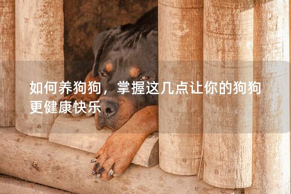 如何養(yǎng)狗狗，掌握這幾點讓你的狗狗更健康快樂