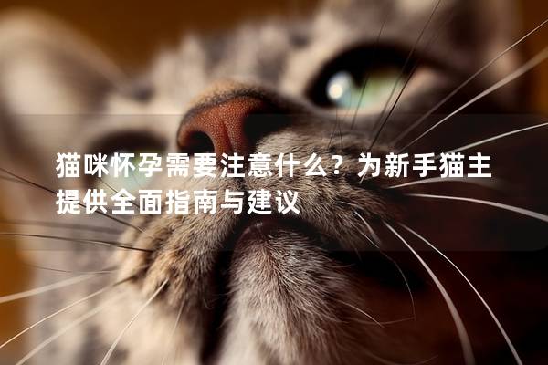 貓咪懷孕需要注意什么？為新手貓主提供全面指南與建議