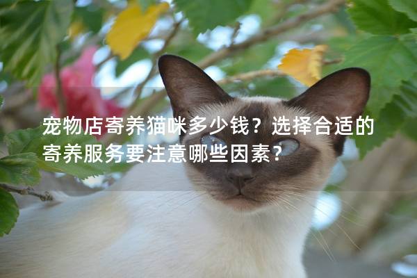 寵物店寄養貓咪多少錢？選擇合適的寄養服務要注意哪些因素？