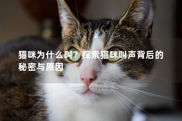 貓咪為什么叫？探索貓咪叫聲背后的秘密與原因