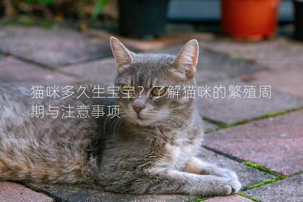 貓咪多久生寶寶？了解貓咪的繁殖周期與注意事項