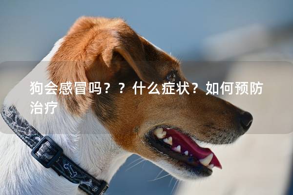 狗會感冒嗎??什么癥狀?如何預防治療 狗會感冒嗎??什么癥狀?如何預防治療