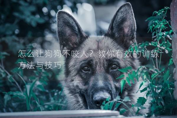 怎么讓狗狗不咬人？教你有效的訓(xùn)練方法與技巧