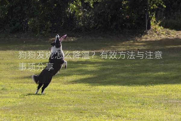 狗狗發燒怎么降溫？有效方法與注意事項分享