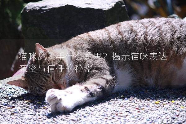 貓咪舔人手什么意思？揭示貓咪表達(dá)親密與信任的秘密