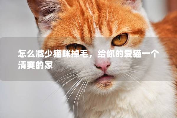 怎么減少貓咪掉毛，給你的愛貓一個清爽的家