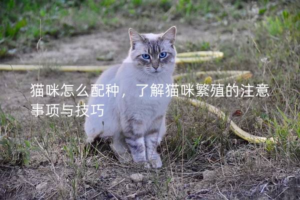 貓咪怎么配種，了解貓咪繁殖的注意事項與技巧