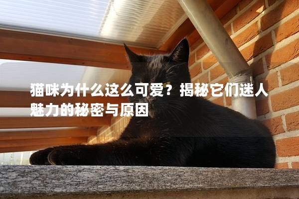 貓咪為什么這么可愛？揭秘它們迷人魅力的秘密與原因
