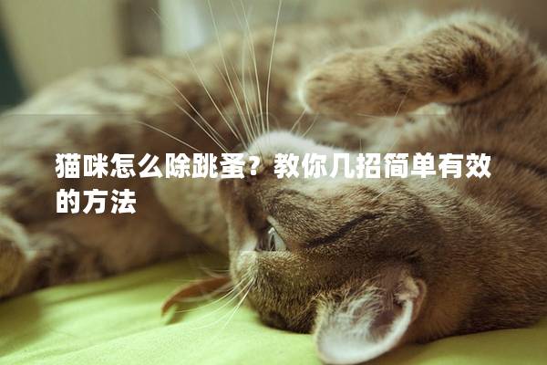 貓咪怎么除跳蚤？教你幾招簡單有效的方法