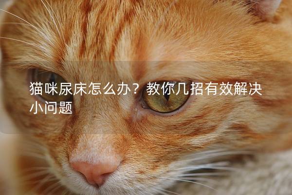 貓咪尿床怎么辦？教你幾招有效解決小問題