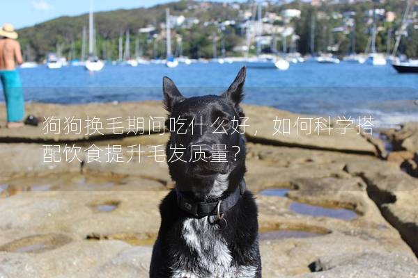 狗狗換毛期間吃什么好，如何科學搭配飲食提升毛發質量？