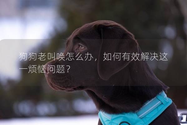 狗狗老叫喚怎么辦，如何有效解決這一煩惱問題？