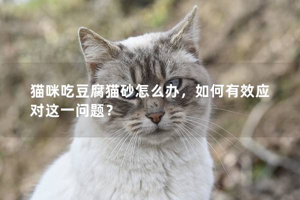 貓咪吃豆腐貓砂怎么辦，如何有效應對這一問題？