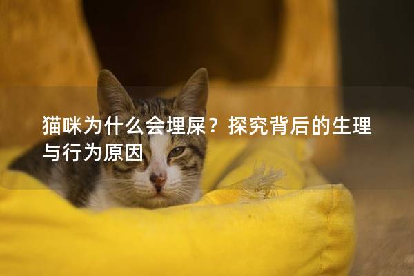 貓咪為什么會埋屎？探究背后的生理與行為原因