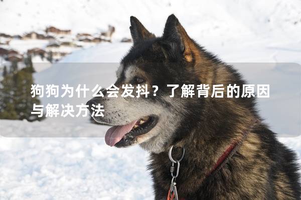 狗狗為什么會發抖?了解背后的原因與解決方法 狗狗為什么會發抖?了解背后的原因與解決方法