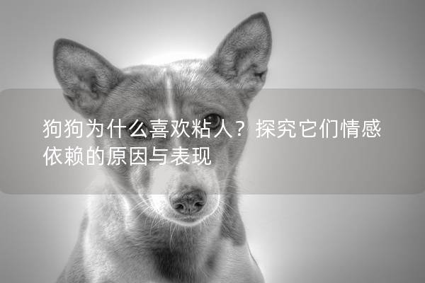 狗狗為什么喜歡粘人？探究它們情感依賴的原因與表現(xiàn)