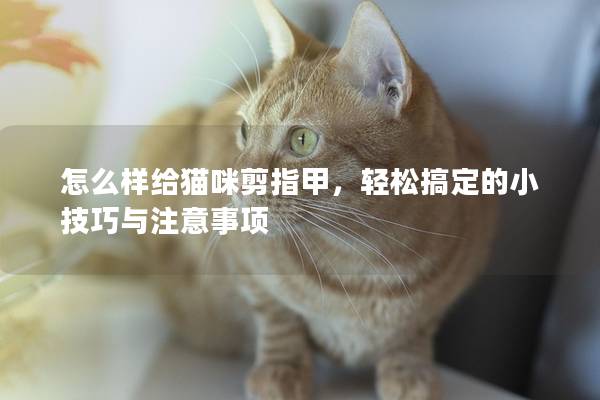 怎么樣給貓咪剪指甲，輕松搞定的小技巧與注意事項
