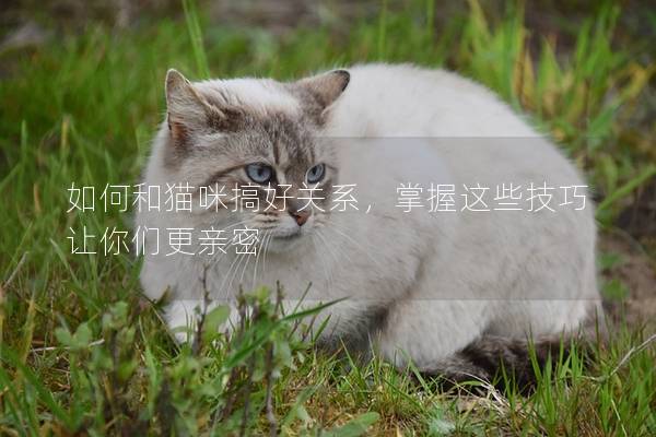 如何和貓咪搞好關(guān)系，掌握這些技巧讓你們更親密