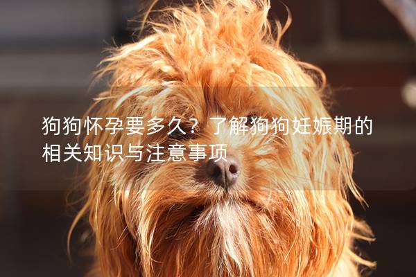 狗狗懷孕要多久?了解狗狗妊娠期的相關(guān)知識(shí)與注意事項(xiàng) 狗狗懷孕要多久?了解狗狗妊娠期的相關(guān)知識(shí)與注意事項(xiàng)