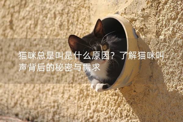 貓咪總是叫是什么原因？了解貓咪叫聲背后的秘密與需求