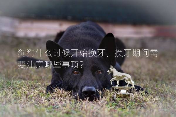 狗狗什么時候開始換牙，換牙期間需要注意哪些事項？