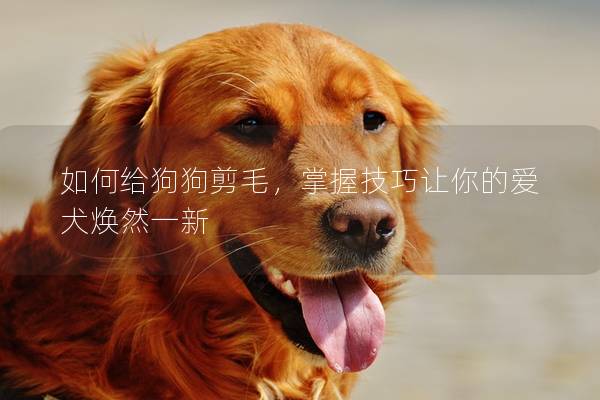如何給狗狗剪毛,掌握技巧讓你的愛犬煥然一新 如何給狗狗剪毛,掌握技巧讓你的愛犬煥然一新