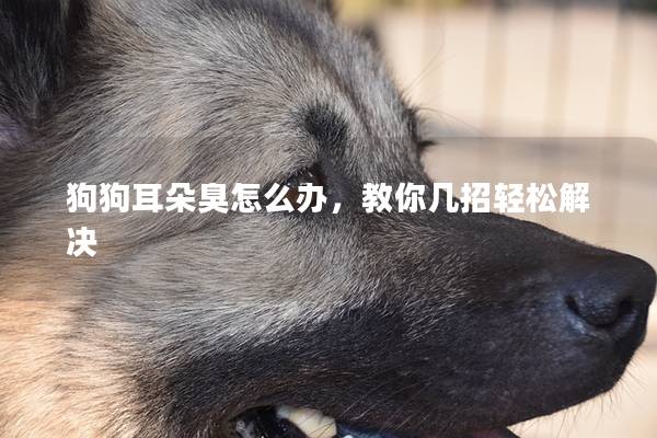 狗狗耳朵臭怎么辦，教你幾招輕松解決