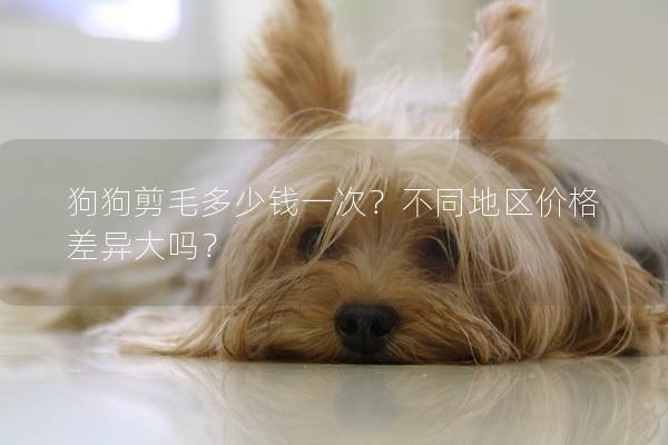 狗狗剪毛多少錢一次？不同地區(qū)價(jià)格差異大嗎？