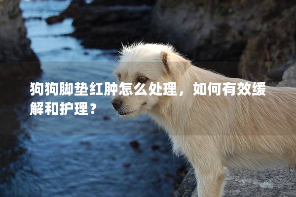 狗狗腳墊紅腫怎么處理，如何有效緩解和護(hù)理？