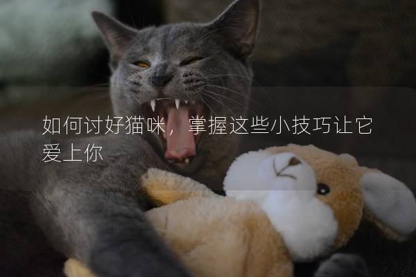 如何討好貓咪，掌握這些小技巧讓它愛上你