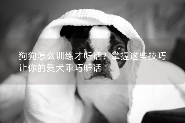 狗狗怎么訓練才聽話?掌握這些技巧讓你的愛犬乖巧聽話 狗狗怎么訓練才聽話?掌握這些技巧讓你的愛犬乖巧聽話