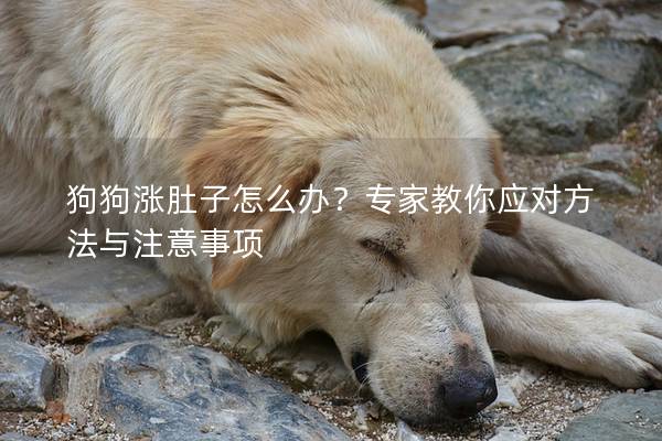 狗狗漲肚子怎么辦？專家教你應對方法與注意事項