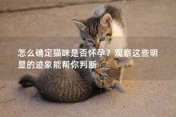 怎么確定貓咪是否懷孕？觀察這些明顯的跡象能幫你判斷