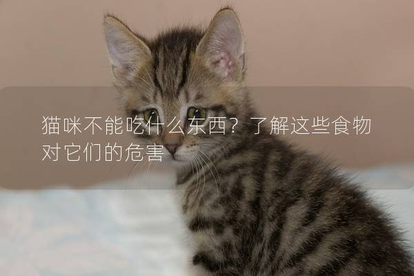 貓咪不能吃什么東西？了解這些食物對它們的危害