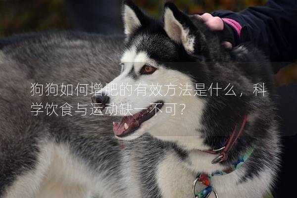 狗狗如何增肥的有效方法是什么，科學(xué)飲食與運(yùn)動(dòng)缺一不可？