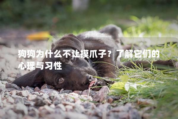 狗狗為什么不讓摸爪子？了解它們的心理與習性