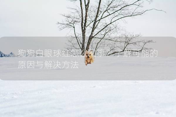 狗狗白眼球紅怎么回事?了解可能的原因與解決方法 狗狗白眼球紅怎么回事?了解可能的原因與解決方法