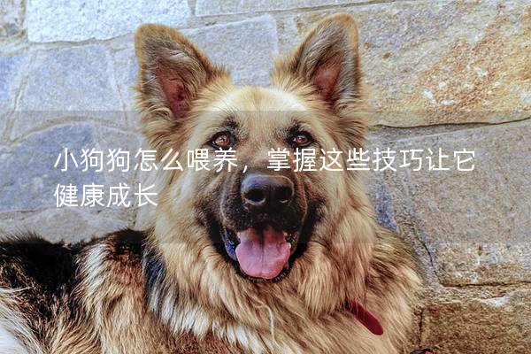 小狗狗怎么喂養(yǎng),掌握這些技巧讓它健康成長 小狗狗怎么喂養(yǎng),掌握這些技巧讓它健康成長
