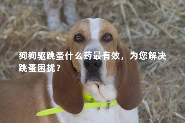 狗狗驅跳蚤什么藥最有效，為您解決跳蚤困擾？