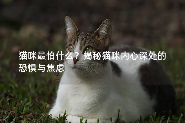 貓咪最怕什么？揭秘貓咪內心深處的恐懼與焦慮